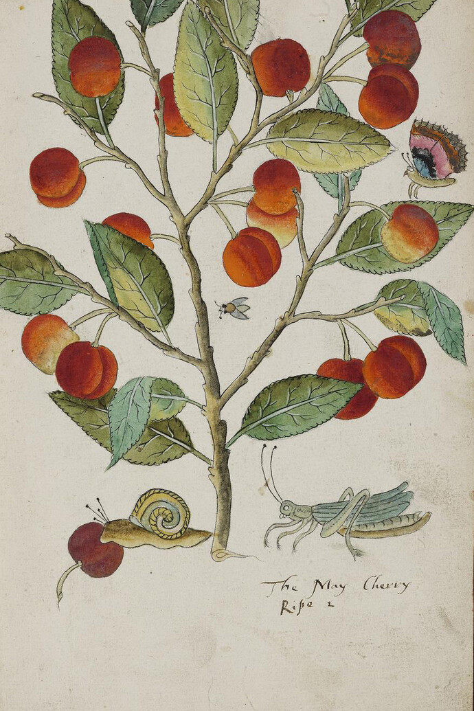 Tradescant’s Orchard. Courtesy of Garden Museum
