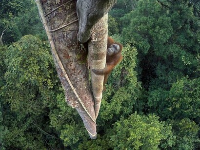 Los drones consiguen imágenes espectaculares de la vida animal