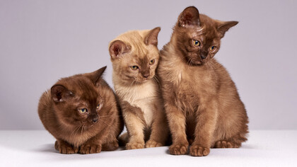 Le angoscianti estati dei gatti