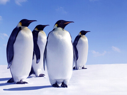 Pinguini in Antartide