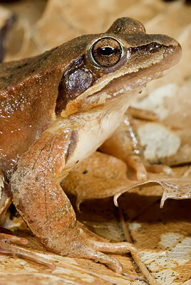 Reptiles and Amphibians Gallery. Courtesy of Museo di Storia Naturale