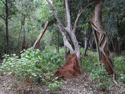 Monsoon forest in Yala Block 5 © Gehan de Silva Wijeyeratne