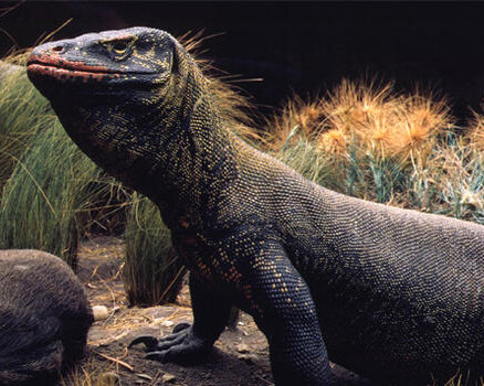 Hall of Reptiles and Amphibians. Courtesy of American Museum of Natural History