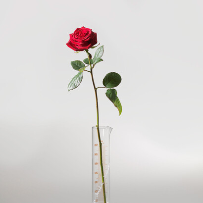 «Rose for Direct Democracy» (1973), Joseph Beuys