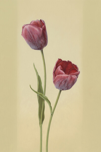 Ingrid Finnan, Two Red Tulips, Tulipa cv., oil on gesso prepared 600 gsm Fabriano Artistico paper, 44 x 33 cm