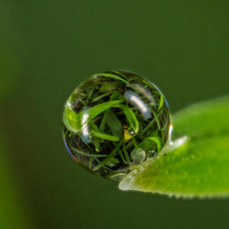 World in a Drop. Courtesy of Harvard Museum of Natural History 