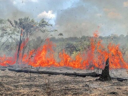 A fumaça das queimadas contribui para problemas respiratórios na fauna, agravando ainda mais os desafios enfrentados pelos animais afetados