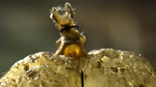 Reptiles and Amphibians Gallery. Courtesy of Museo di Storia Naturale