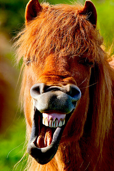 ¡Qué bueno es reírse!