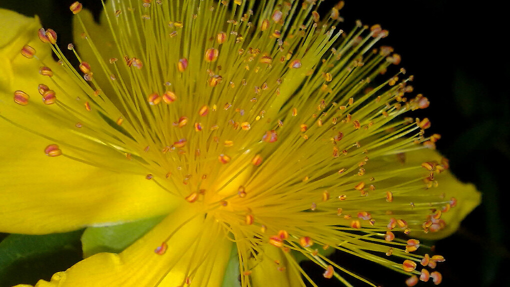 Fiore di iperico