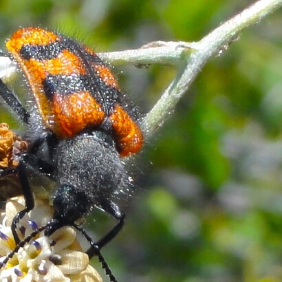 El pololo es un escarabajo moteado endémico de Chile