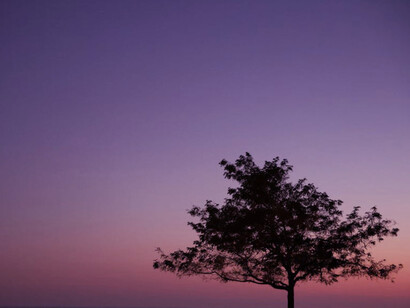 Against the backdrop of a pink sunset, the lone tree symbolises the resilience and fragility of life, showcasing the harsh reality of conformity in a world that often demands it