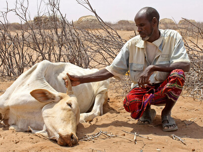 Livestock Dead