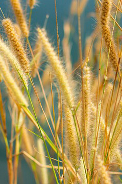 Plantas de arroz a punto de talar