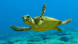 Tortuga boba del Mediterráneo