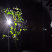 Péter Tamás Halász, planƎt, exhibition view. Courtesy of acb Gallery