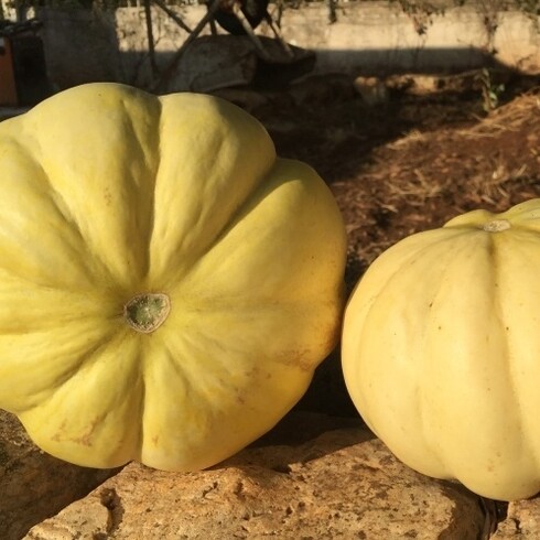 Melone varietà Feddi Feddi con la caratteristica forma a spicchi