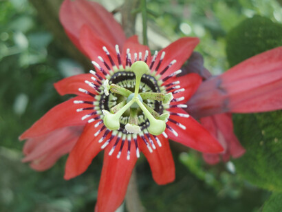Passiflora incarnata