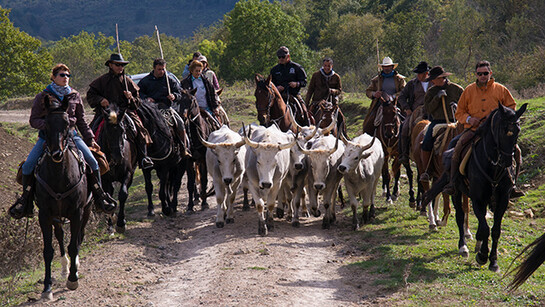 Transhumance on the Mignone