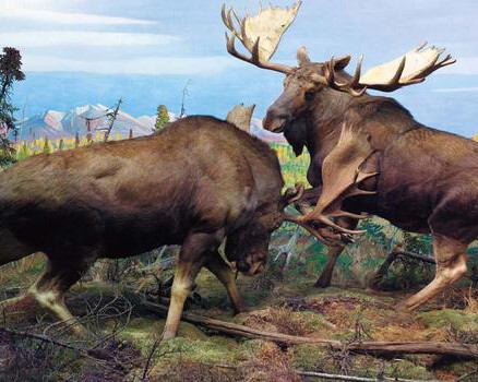 Mammals. Courtesy of American Museum of Natural History