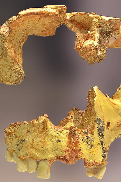 Homo antecessor. Foto: José Manuel Benito