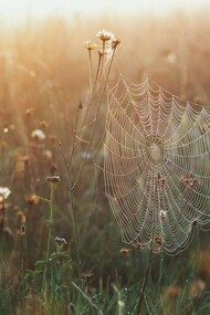 Ragnatela in un prato. Saggezza, giustizia, fortezza e temperanza: pilastri per il risveglio e il benessere dell'umanità