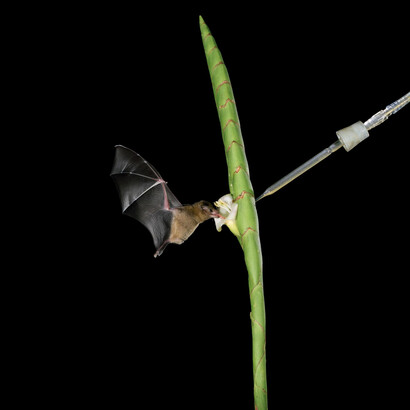 Sanna Kannisto: Flower arrangement, 2010.
