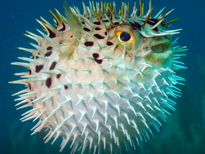 Mataperrita o mondeque