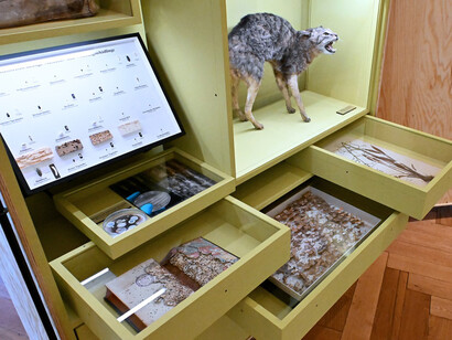 Hier nagt nicht nur der zahn der zeit, ausstellungsansicht. Mit freundlicher genehmigung des Naturhistorischen Museums Wien