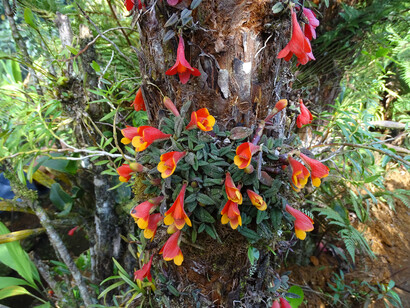 Dendrobium Orchid (c) Phil Gregory