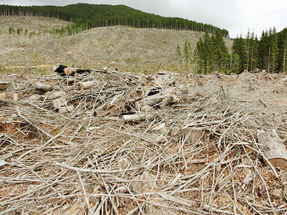 Stacked timber beside a forest illustrates the environmental impact of logging and forest loss