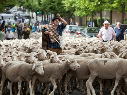 Un pastor atraviesa la ciudad con sus ovejas