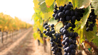 A Cannonau of Gallura vineyard 