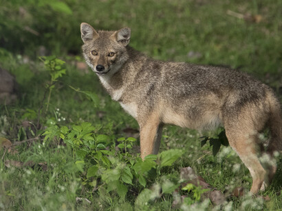 A Jackal alongside the Kabini river