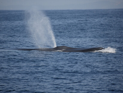 Blue Whale, Mirissa, Gehan de Silva Wijeyeratne