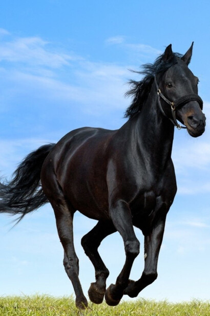 Black Arabian Horse running