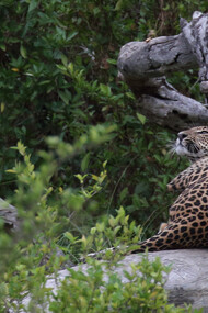 A leopard sub-adult in Yala Block 5 © Gehan de Silva Wijeyeratne