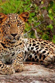 A leopard in Yala Park, Sri Lanka