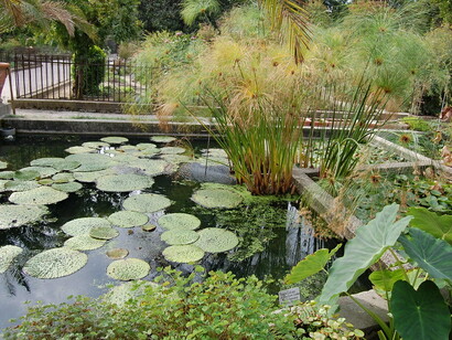 Orto botanico, Padova, Italia