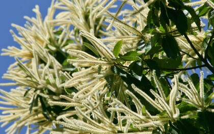 I fiori del castagno sono raccolti in lunghe infiorescenze chiamate amenti, che compaiono tra la fine della primavera e l’inizio dell’estate