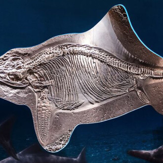 Prehistoric Times and Dinosaurs. Courtesy of Haus der Natur 