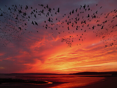 Electromagnetic radiation has an effect on the orientation and migration of birds
