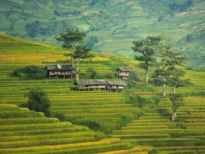 A rice paddy "village", beautiful and green in Thailand