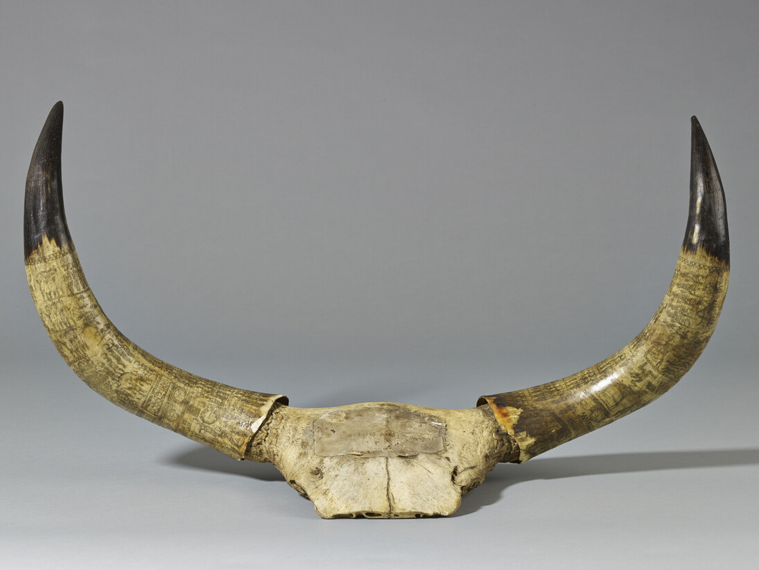 Zulu carved ox horns, South Africa, Late 19th Century Photo © The Trustees of the British Museum