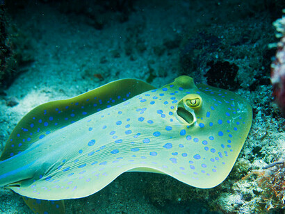 Blue-spotted sting ray, ph. Aditya Havelia