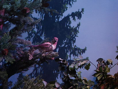 The Alpine bioregion. Courtesy of Grigore Antipa National Museum of Natural History