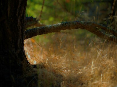 Forest Dawn, ph. Michael Stillwater