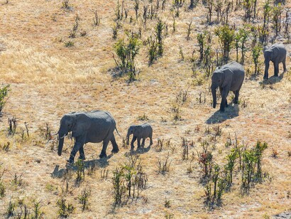 Elefanti (Loxodonta africana), Okavango Delta, Botswana