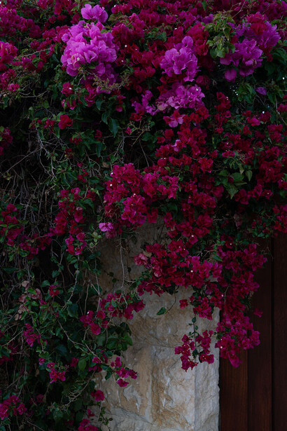 Deb Achak, Bougainvillea (detail), 2022. Courtesy of Winston Wächter Fine Art