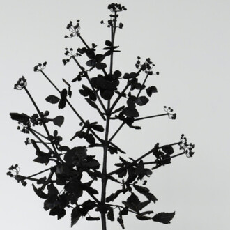 Michael Canning. Courtesy of Oliver Sears Gallery